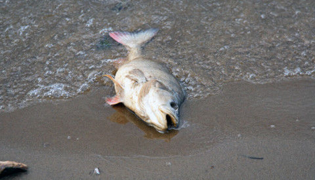A fall in oxygen concentration is not only a result of warmer weather – it can also occur when the temperature falls. This was what happened during the first mass extinction of animal life on the Earth, 440 million years ago. (Photo: Colourbox). A fall in oxygen concentration is not only a result of warmer weather – it can also occur when the temperature falls. This was what happened during the first mass extinction of animal life on the Earth, 440 million years ago. (Photo: Colourbox).