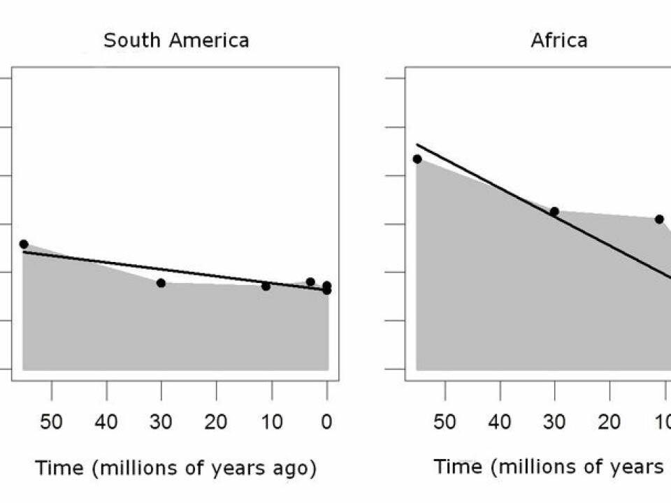 Over the past 55 million years, tropical rainforest areas in Africa and South America have evolved in different ways. In South America, a warm and humid climate meant that the rainforest distribution remained fairly constant. Africa has seen a massive loss of rainforests, especially over the past ten million years, due to massive drying-out of the land.