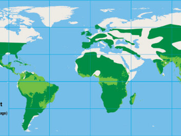 Today’s distribution of rainforest areas compared to its prevalence in the Cretaceous period. In the hot conditions in the late Cretaceous and early Tertiary periods some 80-50 years ago, palm trees were widespread in the Northern hemisphere, including Greenland. Today’s distribution of rainforest areas compared to its prevalence in the Cretaceous period. In the hot conditions in the late Cretaceous and early Tertiary periods some 80-50 years ago, palm trees were widespread in the Northern hemisphere, including Greenland.