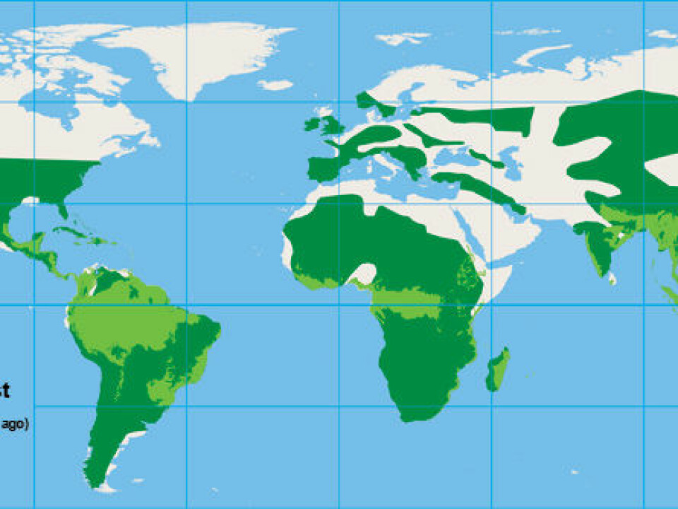 Today’s distribution of rainforest areas compared to its prevalence in the Cretaceous period. In the hot conditions in the late Cretaceous and early Tertiary periods some 80-50 years ago, palm trees were widespread in the Northern hemisphere, including Greenland.