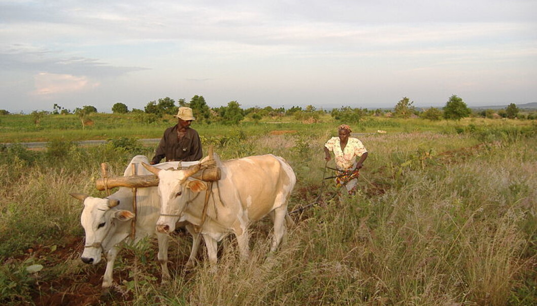 Buying locally-grown produce is commonly perceived as a sustainable choice. But this choice could also undermine the living conditions of farmers on the other side of the planet and could thus have negative consequences for the sustainability on a global level. (Photo: Wikimedia Commons) Buying locally-grown produce is commonly perceived as a sustainable choice. But this choice could also undermine the living conditions of farmers on the other side of the planet and could thus have negative consequences for the sustainability on a global level. (Photo: Wikimedia Commons)