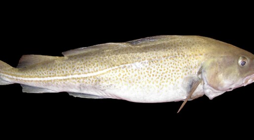 Climate change makes cod grow