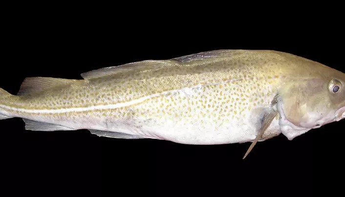 Climate change makes cod grow