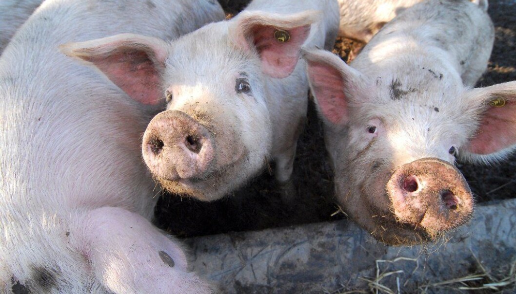 Both pigs and humans can be infected with avian influenza. Previous studies have suggested that pigs were more susceptible to the virus than humans, but now a Danish study now shows that the two are infected in the same way (Photo: Colourbox) Both pigs and humans can be infected with avian influenza. Previous studies have suggested that pigs were more susceptible to the virus than humans, but now a Danish study now shows that the two are infected in the same way (Photo: Colourbox)