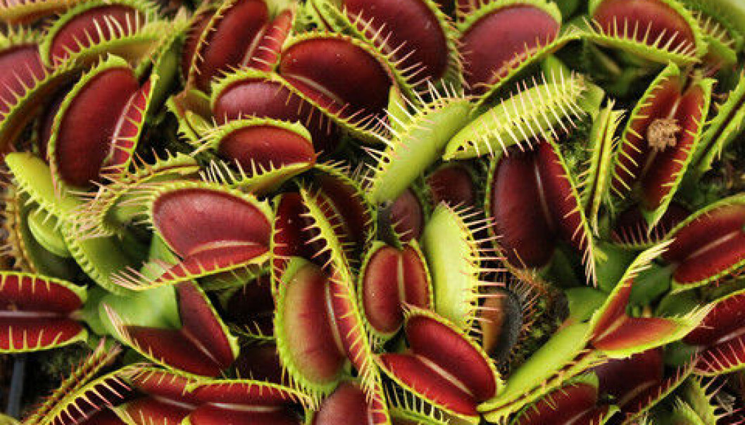 Biologist Terje Berge compares the killer algae to carnivorous plants. But his research shows that some carnivorous algae can be even more horrifying because they do not just eat – they also hunt. (Photo: Colourbox) Biologist Terje Berge compares the killer algae to carnivorous plants. But his research shows that some carnivorous algae can be even more horrifying because they do not just eat – they also hunt. (Photo: Colourbox)