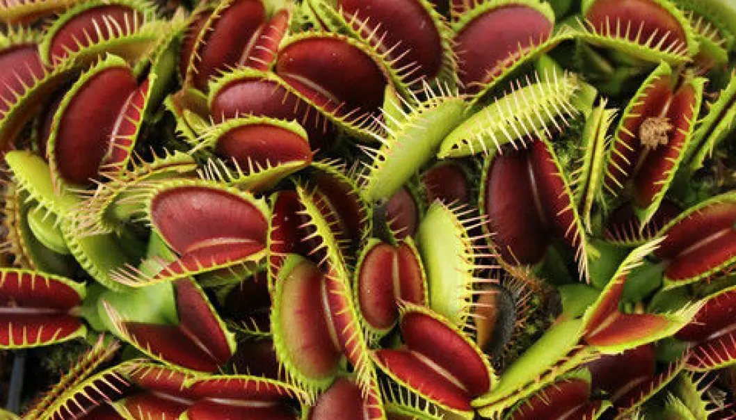 Biologist Terje Berge compares the killer algae to carnivorous plants. But his research shows that some carnivorous algae can be even more horrifying because they do not just eat – they also hunt. (Photo: Colourbox)