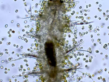 This is what it looks like when the algae attack. Beneath the brown hazy swarm of carnivorous killer algae we glimpse a copepod. (Photo: Terje Berge/International Society for Microbial Ecology Journal)