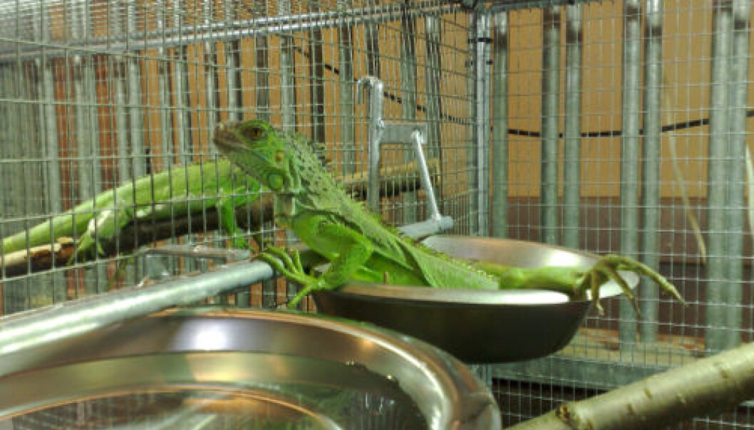 A green iguana that does not appear stressed. It’s relaxing on a branch, high above the dangers on the ground. (Photo: Jeanette Timm) A green iguana that does not appear stressed. It’s relaxing on a branch, high above the dangers on the ground. (Photo: Jeanette Timm)