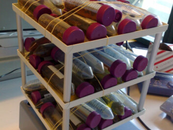 The faeces samples dissolved in alcohol. The amount of stress hormones can be measured using the so-called ELISA method. ELISA stands for ‘Enzyme-linked immunosorbent assay’. Briefly, the method involves binding a hormone, for instance a stress hormone, to antibodies. When the compounds are flushed, it’s possible to measure the amounts of stress hormone. (Photo: Jeanette Timm) The faeces samples dissolved in alcohol. The amount of stress hormones can be measured using the so-called ELISA method. ELISA stands for ‘Enzyme-linked immunosorbent assay’. Briefly, the method involves binding a hormone, for instance a stress hormone, to antibodies. When the compounds are flushed, it’s possible to measure the amounts of stress hormone. (Photo: Jeanette Timm)