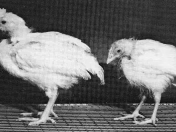 Silicon’s beneficial effect on health is illustrated by these two chickens. Both four weeks old, but whereas the chicken to the left has enjoyed a diet with high levels of silicon, the one to the right has been given a diet with low levels of silicon. (Photo: Carlisle, 1972)