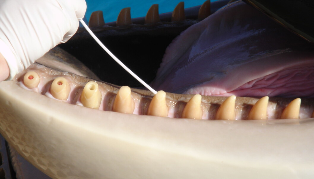 The teeth of a killer whale at Marineland in Canada. Bacterial samples were taken from the whale’s gums. (Photo: Mie Johanne Hansen) The teeth of a killer whale at Marineland in Canada. Bacterial samples were taken from the whale’s gums. (Photo: Mie Johanne Hansen)