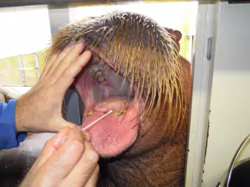 A Dutch walrus has its gums examined. (Photo: Mie Johanne Hansen)