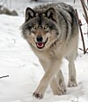 lone wolf personality