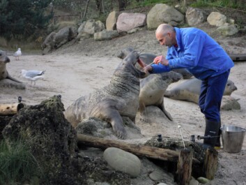 A scientist sticks a cotton bud into the mouth of a grey seal to extract bacteria samples from around its tooth roots. (Photo: Mie Johanne Hansen) A scientist sticks a cotton bud into the mouth of a grey seal to extract bacteria samples from around its tooth roots. (Photo: Mie Johanne Hansen)