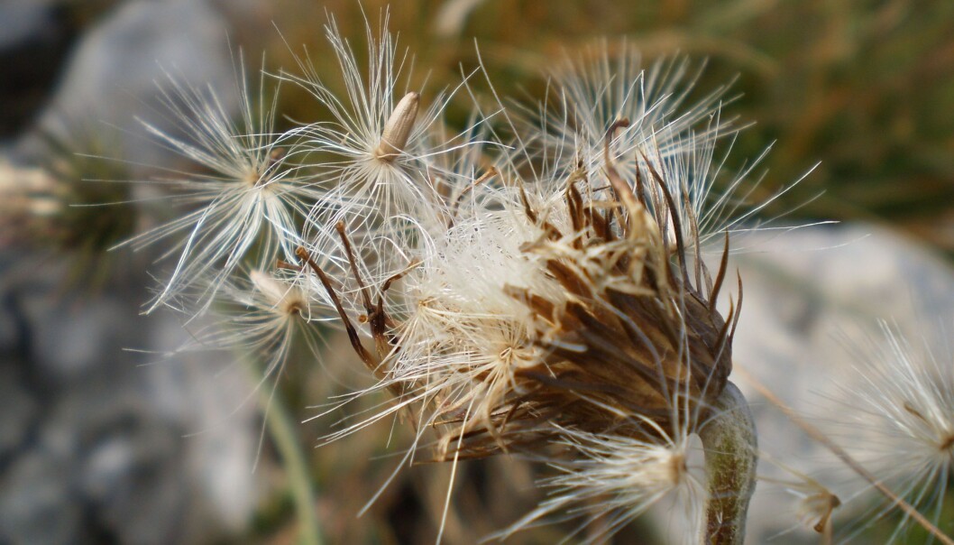 The world’s plants are severely threatened by climate change. Temperature increases of just a few degrees can change the environment so much that more plants will die out. If this happens, moving plants to places with more beneficial growing conditions will in many cases be easier than stopping global warming. New research shows that we will have the time to do precisely this. (Photo: Stefan Dullinger) The world’s plants are severely threatened by climate change. Temperature increases of just a few degrees can change the environment so much that more plants will die out. If this happens, moving plants to places with more beneficial growing conditions will in many cases be easier than stopping global warming. New research shows that we will have the time to do precisely this. (Photo: Stefan Dullinger)