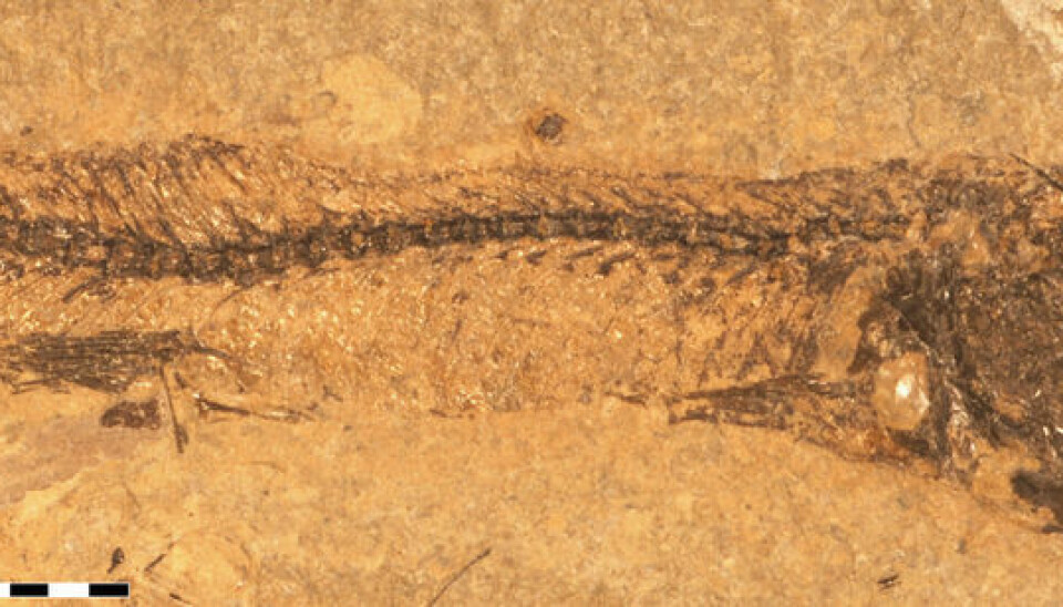 The fish is an argentinoid, and its characteristics are typical of fish living in a tropical climate. The fossilised fish was found in northern Denmark – and dates from the Eocene epoch, an archaeological age when the global and local climates were considerably warmer than today. (Photo: Museum Salling)