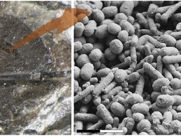 Studying the fish-eye in a scanning tunnelling microscope revealed a profusion of small bodies, formed like microscopic sausages and meatballs. These bodies contain various types of colour pigment. The researchers have so far identified red, black and white. (Photo: Museum Salling). Studying the fish-eye in a scanning tunnelling microscope revealed a profusion of small bodies, formed like microscopic sausages and meatballs. These bodies contain various types of colour pigment. The researchers have so far identified red, black and white. (Photo: Museum Salling).