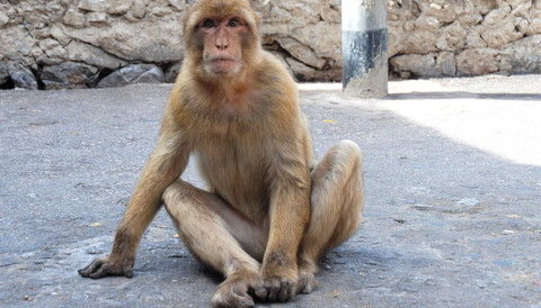 Macaque monkeys at the bottom of the hierarchy are often beaten and bitten by the other monkeys. The repeated assaults make the monkeys stressed, which weakens their immune systems. (Photo: Colourbox) Macaque monkeys at the bottom of the hierarchy are often beaten and bitten by the other monkeys. The repeated assaults make the monkeys stressed, which weakens their immune systems. (Photo: Colourbox)