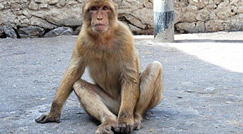 ’Loser monkeys’ have poor immune systems