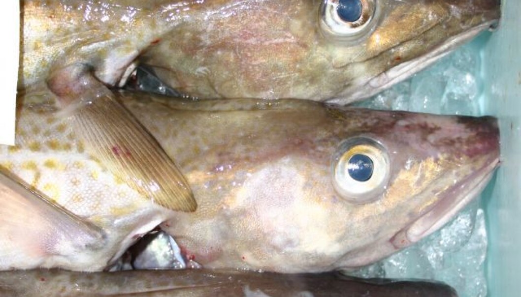 It’s not possible to see with the naked eye whether a cod comes from the Baltic Sea or the North Sea. But a new method makes it possible to trace the origin of the fish through genetic analysis. (Photo: Finn Sivebæk) It’s not possible to see with the naked eye whether a cod comes from the Baltic Sea or the North Sea. But a new method makes it possible to trace the origin of the fish through genetic analysis. (Photo: Finn Sivebæk)