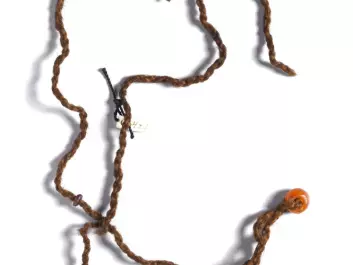 A string of amber beads that the woman from Huldremose wore around her neck. (Photo: the National Museum of Denmark)