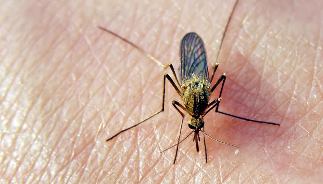 Bite me why mosquitoes love some and leave others