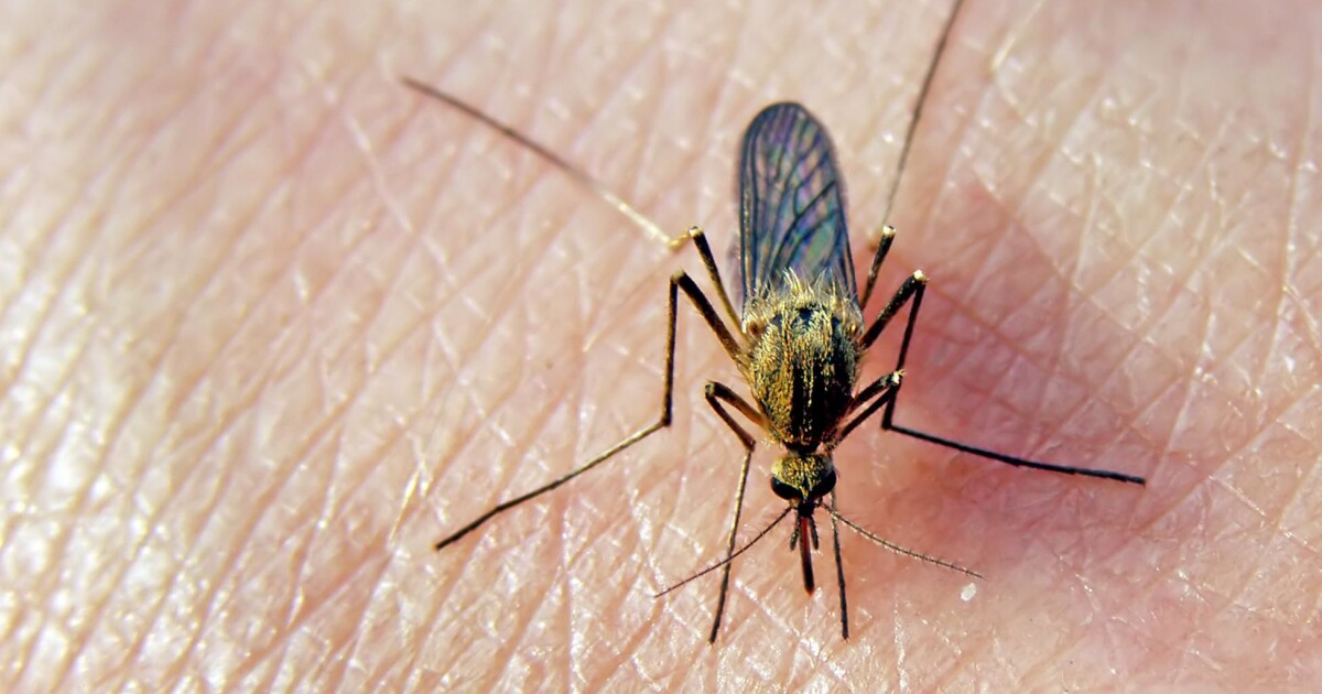 Bite me: why mosquitoes love some and leave others Bite me: why mosquitoes love some and leave others