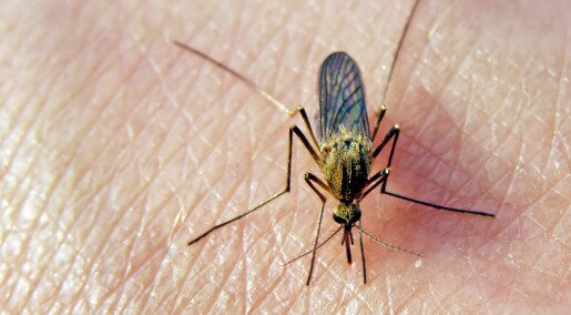Bite me: why mosquitoes love some and leave others