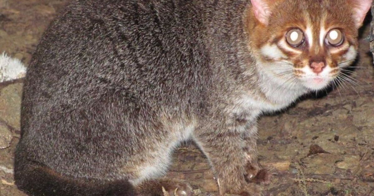 Rare Flat Headed Cat Caught On Video