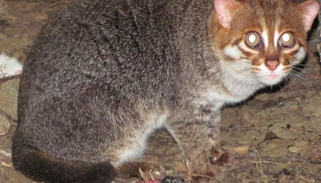 In connection with its project with tapirs in Malaysia, Copenhagen Zoo has studied two flat-headed cats in semi-natural conditions in a fenced area of the jungle. (Photo: Copenhagen Zoo)