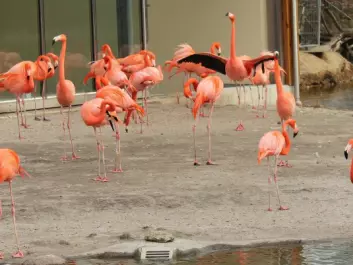 The flamingo section of Copenhagen Zoo has almost no concrete surfaces. There is no grass either because that’s not good for the birds’ feet. On the other hand, there is plenty of sand and soil. The pink birds are free to decide whether they want to stand on one leg in salt or fresh water. This enables zoo staff to study the flamingos’ preferences, and whether one has a different effect to the other. (Photo: Jeppe Wojcik)
