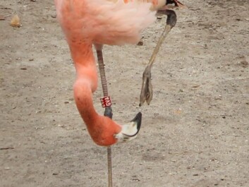 The mystery of the bad flamingo feet hasn’t been fully solved yet. But while scientists continue in their search, zoos can take Adriana Nielsen’s studies into consideration when designing aviaries. (Photo: Jeppe Wojcik) The mystery of the bad flamingo feet hasn’t been fully solved yet. But while scientists continue in their search, zoos can take Adriana Nielsen’s studies into consideration when designing aviaries. (Photo: Jeppe Wojcik)