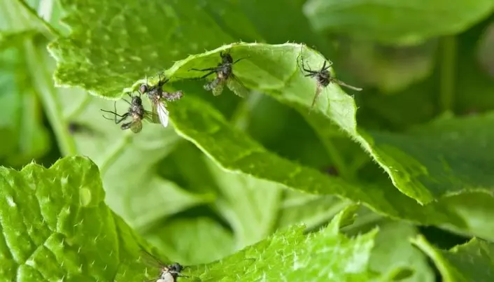 Pull, push and kill cabbage root flies
