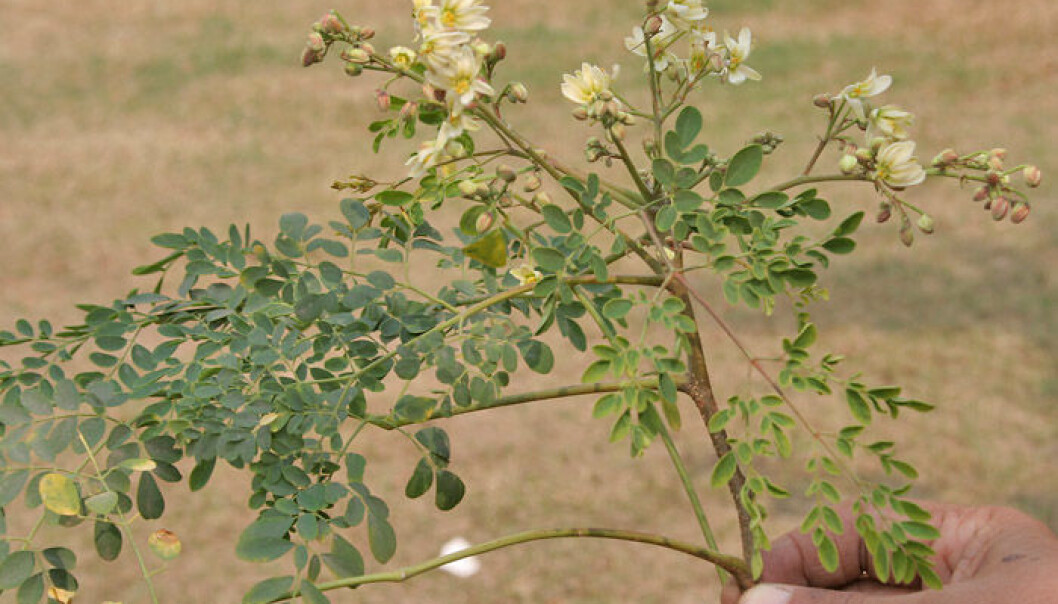 The tropical tree Moringa oleifera has a special quality that makes it very suitable for cleansing water. The tree is to be used to cleanse water of eggs from intestinal parasites, which plague more than one billion people around the world. (Photo: J.M. Garg) The tropical tree Moringa oleifera has a special quality that makes it very suitable for cleansing water. The tree is to be used to cleanse water of eggs from intestinal parasites, which plague more than one billion people around the world. (Photo: J.M. Garg)
