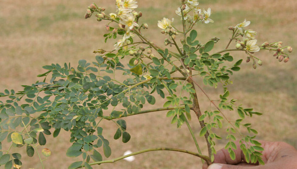 The tropical tree Moringa oleifera has a special quality that makes it very suitable for cleansing water. The tree is to be used to cleanse water of eggs from intestinal parasites, which plague more than one billion people around the world. (Photo: J.M. Garg)