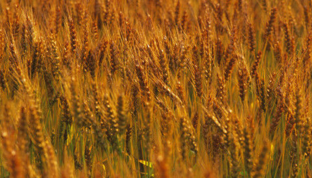 Fungi that mix genes from different species may pose a serious threat to agriculture. By mixing genes, the new fungus can handpick the strongest traits from each parent species, in this way creating a super-fungus that can seriously affect crops around the globe. (Photo: Colourbox) Fungi that mix genes from different species may pose a serious threat to agriculture. By mixing genes, the new fungus can handpick the strongest traits from each parent species, in this way creating a super-fungus that can seriously affect crops around the globe. (Photo: Colourbox)