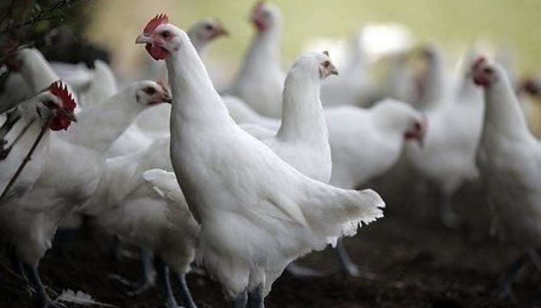 New data shows that salmonella in Danish poultry has been eradicated. However, pork is still problematic, says Birgitte Helwigh of the National Food Institute at the Technical University of Denmark. (Photo: Colourbox) New data shows that salmonella in Danish poultry has been eradicated. However, pork is still problematic, says Birgitte Helwigh of the National Food Institute at the Technical University of Denmark. (Photo: Colourbox)