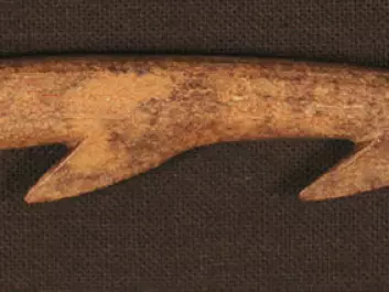 The bird spear side prong found at Kongens Nytorv is reminiscent of the tip of a harpoon. It was made from a bone from a large mammal. (Photo: Museum of Copenhagen.)