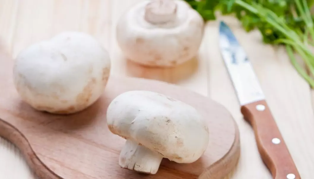 Ultraviolet radiation makes mushrooms start to naturally produce more vitamin D than what is found in other foods. This means that mushrooms have the potential to become a major source of vitamin D in winter months. (Photo: Colourbox)