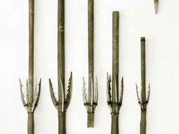 These bird spears became part of the National Museum’s collection in the 17th or 18th century. Midway along their shaft are three or four side prongs like the one found at Kongens Nytorv. The bird spear was launched using a spear thrower and was located at the bow end of the kayak’s deck while not in use. The complete spear is about one-and-a-half metres long. (Photo: National Museum.) These bird spears became part of the National Museum’s collection in the 17th or 18th century. Midway along their shaft are three or four side prongs like the one found at Kongens Nytorv. The bird spear was launched using a spear thrower and was located at the bow end of the kayak’s deck while not in use. The complete spear is about one-and-a-half metres long. (Photo: National Museum.)