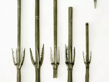 These bird spears became part of the National Museum’s collection in the 17th or 18th century. Midway along their shaft are three or four side prongs like the one found at Kongens Nytorv. The bird spear was launched using a spear thrower and was located at the bow end of the kayak’s deck while not in use. The complete spear is about one-and-a-half metres long. (Photo: National Museum.)