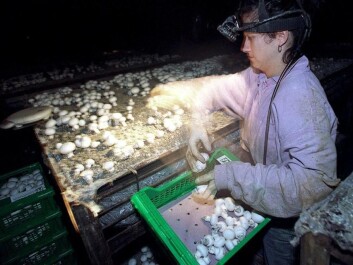 Mushrooms are usually grown in the dark. This is done partly to save energy, and also because they don’t tolerate too much sun and heat. The potentially beneficial effects of UV light on mushrooms were only discovered a few years ago when a team of Finnish scientists discovered that wild mushrooms have high vitamin D levels. (Photo: Colourbox) Mushrooms are usually grown in the dark. This is done partly to save energy, and also because they don’t tolerate too much sun and heat. The potentially beneficial effects of UV light on mushrooms were only discovered a few years ago when a team of Finnish scientists discovered that wild mushrooms have high vitamin D levels. (Photo: Colourbox)