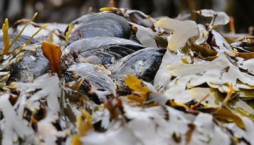 Mussels and other species of sea animals died in large numbers at the end of the Triassic geological period. Scientists are trying to understand why. (Photo: Colourbox) Mussels and other species of sea animals died in large numbers at the end of the Triassic geological period. Scientists are trying to understand why. (Photo: Colourbox)