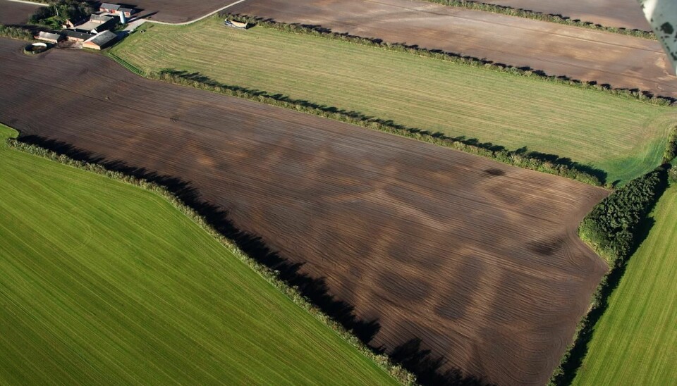The bright stripes, which almost form a fluorescent grid pattern, are vestiges of embankments that surrounded small fields in the Early Iron Age, around 2,000 years ago. The embankments were built using a material that was different from the rest of the field, and sand has drifted over them. This means that they dry out quicker than the rest of the field in spring and autumn, and that makes it possible for us to see them. They can stretch over several hundred acres, but often several flyovers are required to spot them.