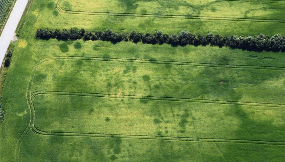 This field once housed a large Viking settlement. The centre of the picture shows vestiges of a Viking Age house with long curved walls. Other remnant houses are also visible in the cornfield, along with vestiges of pit houses.