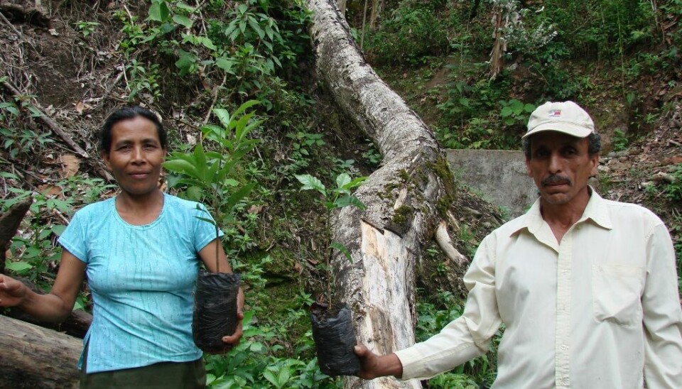 Sales of coffee from 3 acres of land in northern Nicaragua provide Don Herrera and his wife with food and school uniforms for their children. They might just as well be selling clean drinking water, carbon credits and biodiversity. The coffee grows amid several different shade tree species, and their farm is more reminiscent of the rainforest in the nearby national park than a farming system. (Photo: Aske S. Bosselmann)