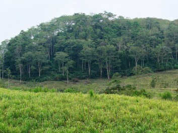 Costa Rica: shade-grown coffee is being converted into grazing land for cattle, sugarcane production and other forms of farming. This leads to a loss of forest-like areas and the environmental services they provide. (Photo: Aske S. Bosselmann) Costa Rica: shade-grown coffee is being converted into grazing land for cattle, sugarcane production and other forms of farming. This leads to a loss of forest-like areas and the environmental services they provide. (Photo: Aske S. Bosselmann)