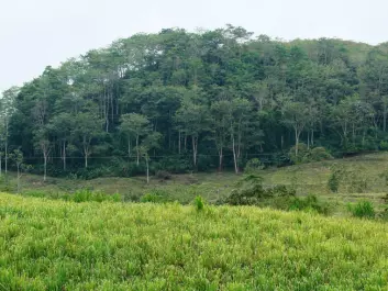 Costa Rica: shade-grown coffee is being converted into grazing land for cattle, sugarcane production and other forms of farming. This leads to a loss of forest-like areas and the environmental services they provide. (Photo: Aske S. Bosselmann)