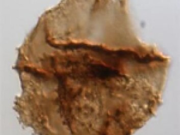 A fossilised green plankton, which flourished after the red plankton disappeared. The green plankton were more robust than the red ones and could live in the upper water layers, where there was oxygen. (Photo: Bas van de Schootbrugge) A fossilised green plankton, which flourished after the red plankton disappeared. The green plankton were more robust than the red ones and could live in the upper water layers, where there was oxygen. (Photo: Bas van de Schootbrugge)