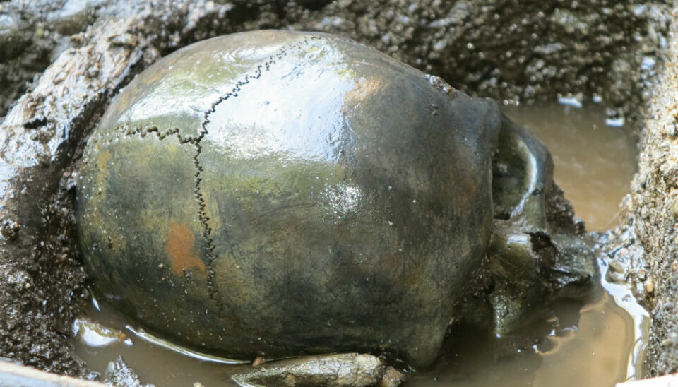 Another skull found at the site. (Photo: Skanderborg Museum)